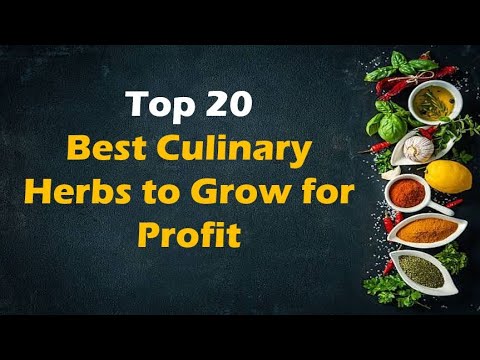 Top 20 Best Culinary Herbs to Grow for Profit