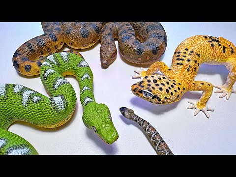 New Reptiles - Anaconda, Boa, Leopard Gecko, Rattlesnake, Crocodile, Alligator, Bearded Dragon