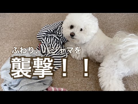 ふわり、パジャマを襲撃！！　-ビションフリーゼ犬-