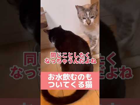 お水飲むのも一緒がいいone loveな猫。 #cats #shorts