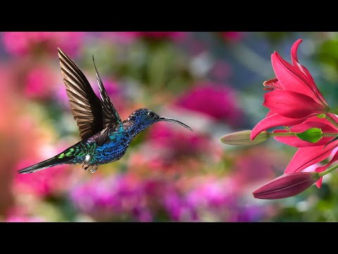 Beautiful Hummingbirds with Soft Instrumental Music Peaceful Inspirational Calming Colorful