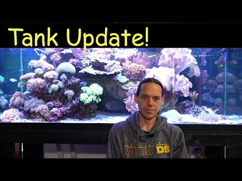 Reef Tank Update 11-15-23