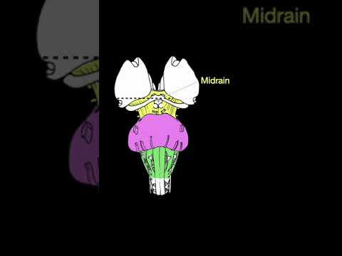 Oculomotor nucleus #shorts  #anatomy #doctor