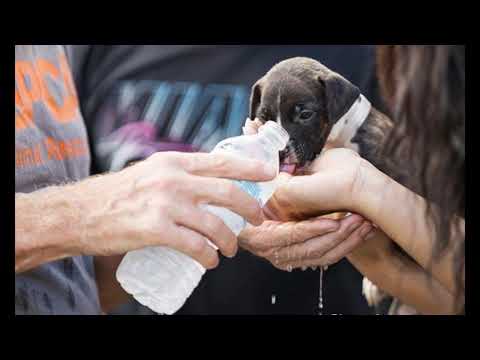 ВСЕМИРНЫЙ ДЕНЬ ДОБРОТЫ/ WORLD KINDNESS DAY.