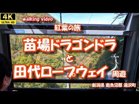 紅葉の旅 苗場ドラゴンドラと田代ロープウェイ一巡り 4K【お散歩シリーズ】  新潟県 南魚沼郡 湯沢町  24年10月22日