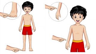 Body Parts for Kids Learning - Human Body Parts - English Educational Video - Kids School