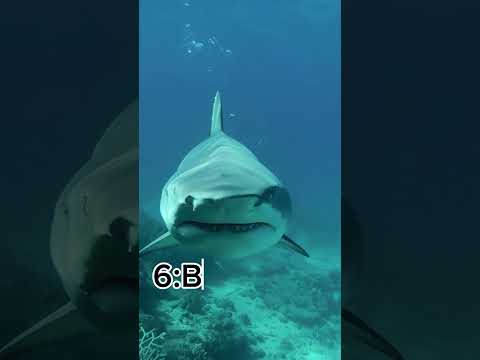 Top 10 Animals with the Strongest Bites in  World 🦈💥 |#Wildlife #StrongBites #Top10 #Nature #Animals