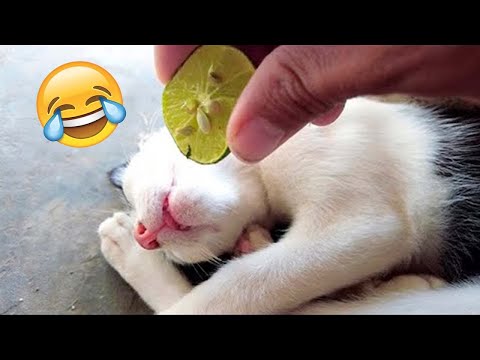 Funniest Dog And Cat Videos - Best Funny Animals Videos 2023😇#7