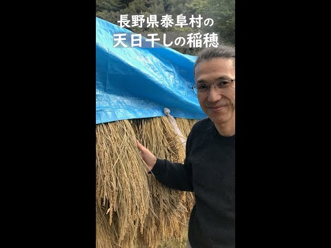 【天日干しのお米】長野県 泰阜村の山村留学の子どもたちは自分でお米を作っています。