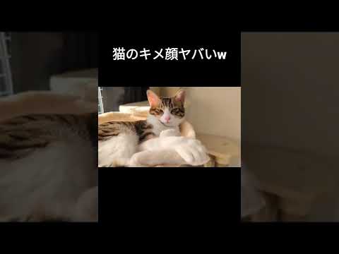 飼い主にかっこいいと言われてちょっと意識する猫w #shorts