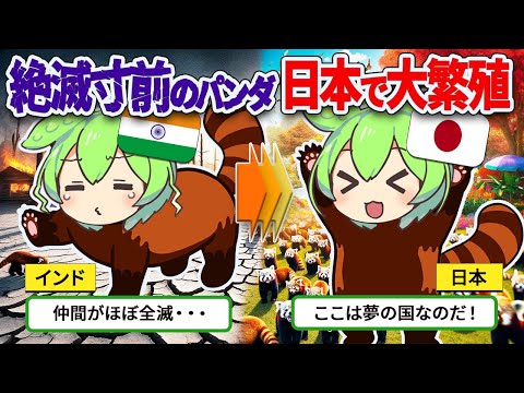 絶滅危惧種のレッサーパンダ、実は日本で大繁殖!!その理由とは!?【ずんだもん ゆっくり解説】