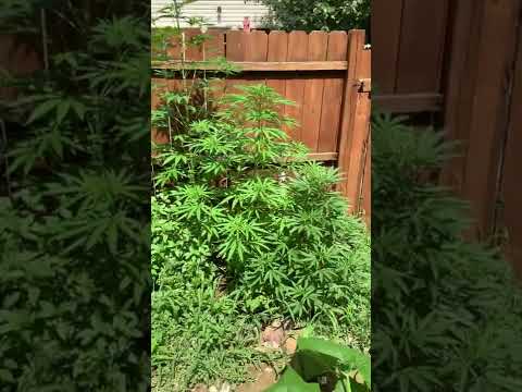 Outdoor Weed Garden New Strain  #shorts