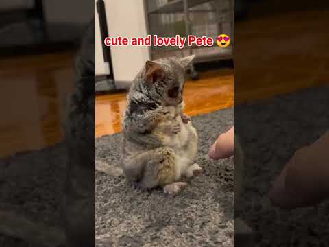 funny and lovely Pets