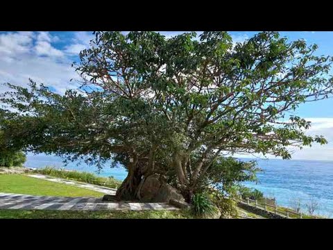 【旅遊景點】花東海線之旅(花蓮段)