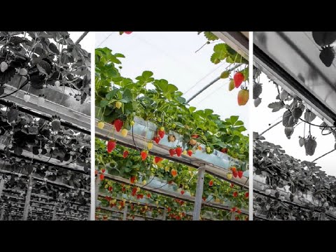 WOW!!! Amazing Agriculture Technology - Hydroponic Strawberry Cultivation