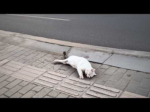 A stray cat, near death after a car accident, struggled on the roadside until a savior arrived.❤️