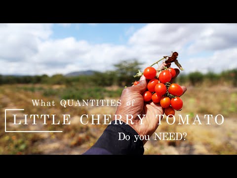 How Many Little Cherry Tomatoes Do You Need to Grow? #farming