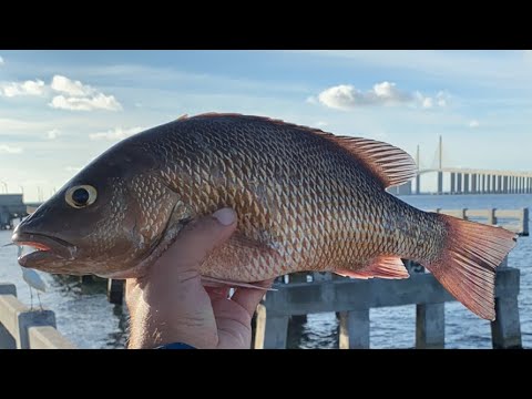 Skyway Fishing Pier Snapper Report - Red Tide?