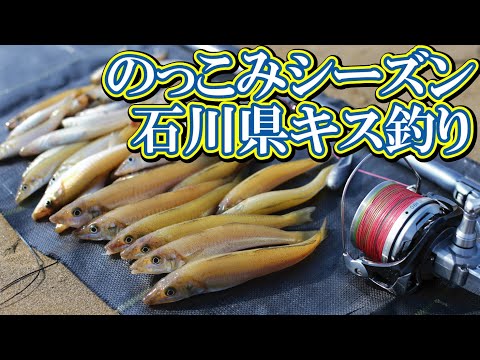 【キス釣り】のっこみシーズン中！サーフから５０匹以上！