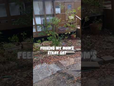 Feeding My Mom's Stray Cat in the Rain! #shorts #cats