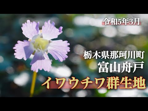 【イワウチワ】3月　栃木県那珂川町　富山舟戸イワウチワ群生地　開園日3/19に行ってきました