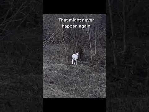 We saw an albino deer