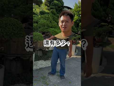 真柏｜你的首選仙氣再上 #台灣銘園 #台灣銘園園藝事業有限公司 #園藝