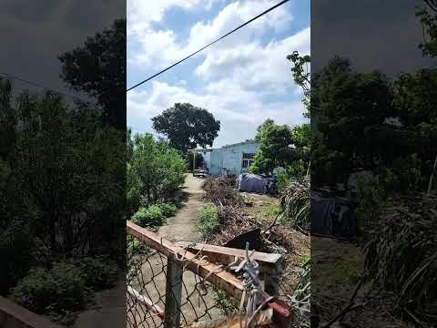 😲發現住在元荃古道郊遊徑山上的居民 #hiking