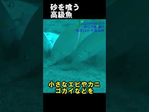 砂を喰う高級魚 #水中映像 #シマアジ #餌 #砂  @aquaticpro