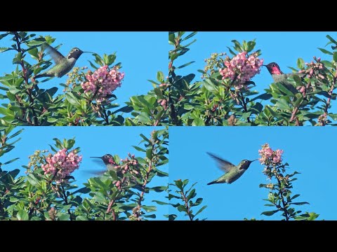 A Hummingbird Flying Around the Tesla Supercharger