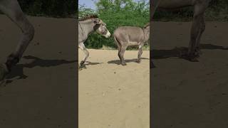 Donkey #amazing #shortfeed #animals #youtubeshorts #happyanimals #happypets