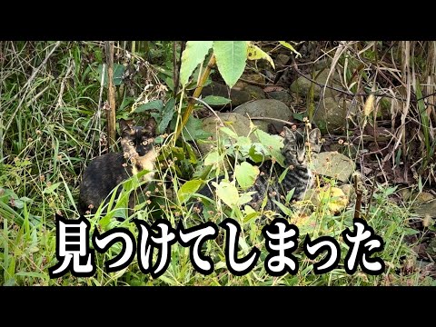 絶滅したはずの"イリオモテヤマネコ”と遭遇してしまいました...