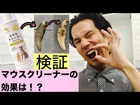 【犬の新しい歯磨き方法】マウスクリーナー使ったらすごかった！