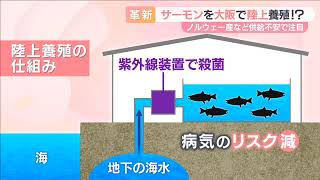 【驚き】サーモンを大阪で陸上養殖!?　ノルウェー産など供給不足で注目