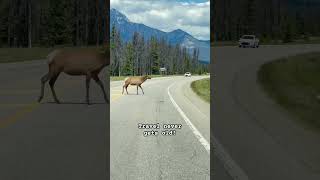 📍Jasper National Park #travelfamily #elk #wildlife #nature #travelgoals #travel #canada #canadalife