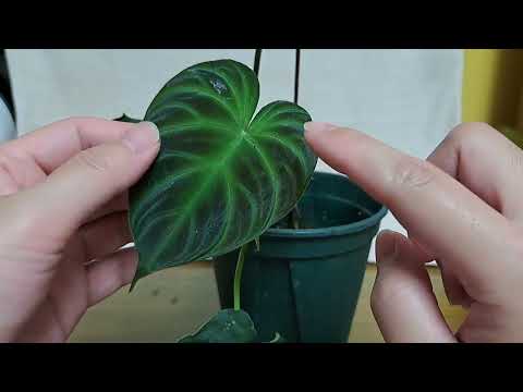 越種越小的花葉蔓綠絨！！#植物 #plants #觀葉植物 #蔓綠絨