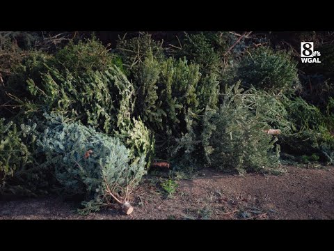 Christmas tree recycling programs available in York, Lancaster counties