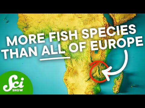 A Fish In This Lake Evolved Into 850 Different Species