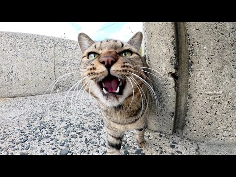 Tabby cat talks loudly to humans and attacks my hands