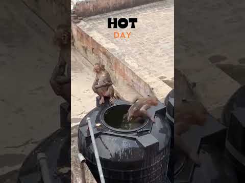 Monkeys in Hot days #monkeys #monkey #hotday #funnyanimals #animals