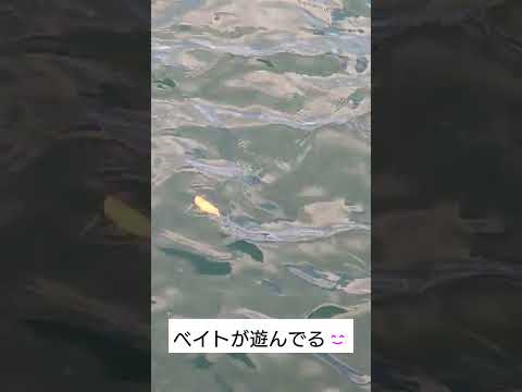 海を眺めていたら…　小魚が遊んでた