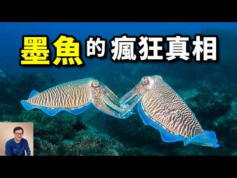 你會區分花枝、烏賊、魷魚、墨魚嗎？比章魚智商更高的頭足綱動物？會用幻術催眠螃蟹！十萬隻巨型墨魚聚集事件，令人震驚的交配策略……【老肉雜談】#動物 #海洋 #生物 #墨魚 #花枝