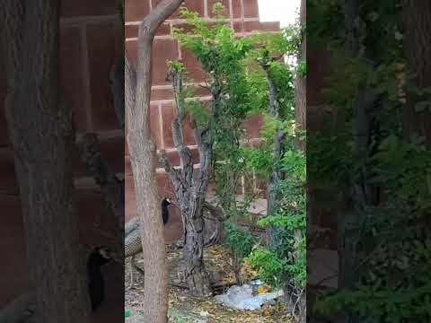 #peacock  #umaidbhawan @jodhpur