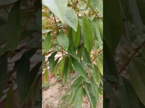 humic acid apply to #musangking durian