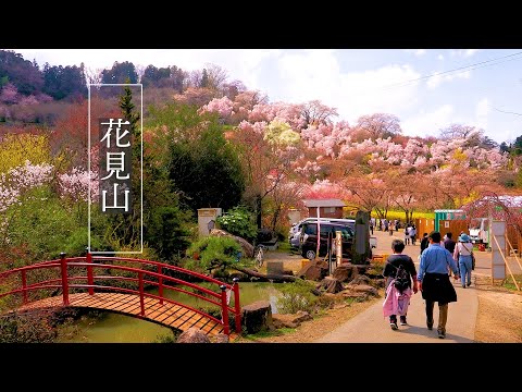 【Cherry blossoms】Profusion of flowers in Hanamiyama of Fukushima 百花繚乱の花見山 #花見山　#生け花の里