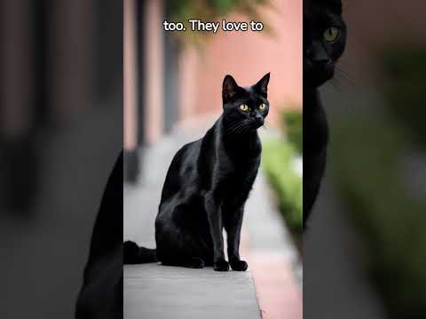 The Bombay Cat #cats #catbreed #catvideos #catviral #catlovers