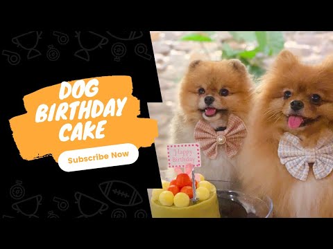 Homemade dog's cake for your furkids birthday party