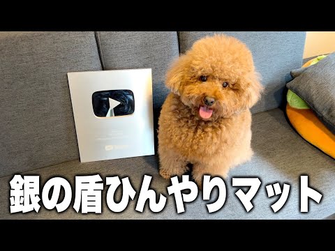 【銀の盾】犬のひんやりマット以外使い道なかった。