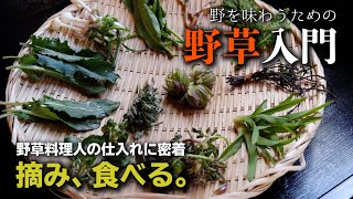 【野草入門】摘んで、食べる。身近な野にある野草を採集