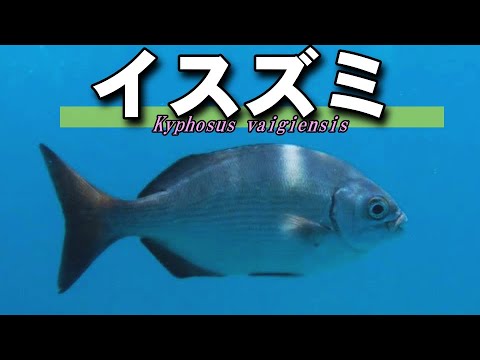 [ Waigeu drummer ] Eating exterminated fish with relish / Kyphosus vaigiensis